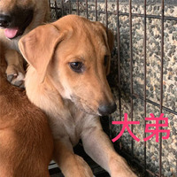 大弟圖片