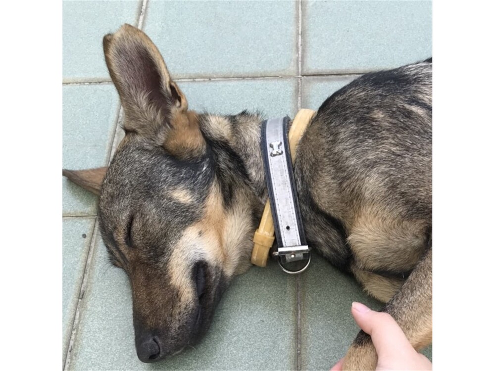 圖片說明