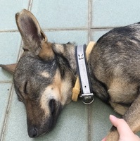 belly圖片