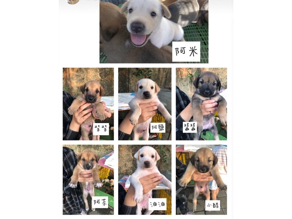 圖片說明