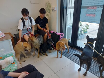 校園流浪犬施打八合一疫苗-2023/5/16圖片