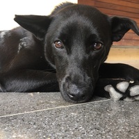 小碳圖片