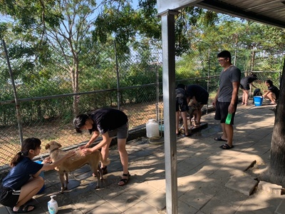 109年11月洗狗大會-2020/11/1圖片